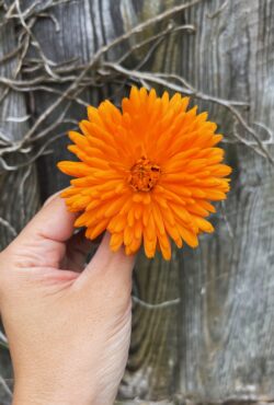 Calendula Orange King LAH web IMG_8658 scaled
