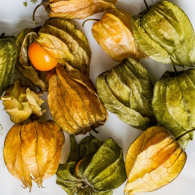 physalis golden berry