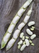 Runner Bean Czar web _DSF4325 scaled