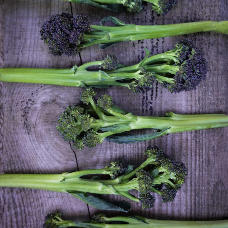 Broccoli Rudolph Purple Sprouting web _DSF2459 copy scaled