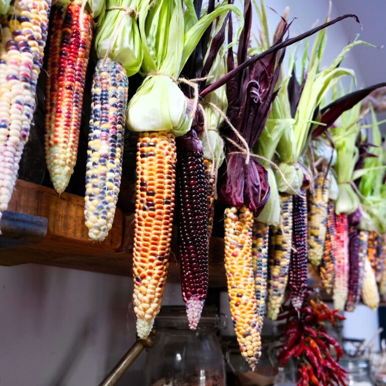 Drying Corn Fiesta LAH 2024 web _DSF3722 scaled