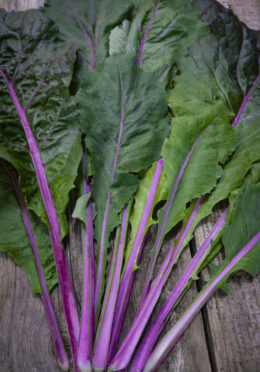 rsz_pak_choi_vivid_lah_2024_dsf3207 scaled 1