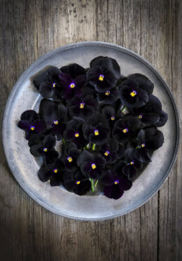 rsz_pansy_holland_giant_black_lah_2024__dsf3250 scaled 1