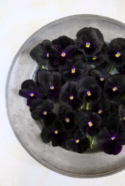 rsz_pansy_holland_giant_black_lah_2024_dsf3252 scaled 1