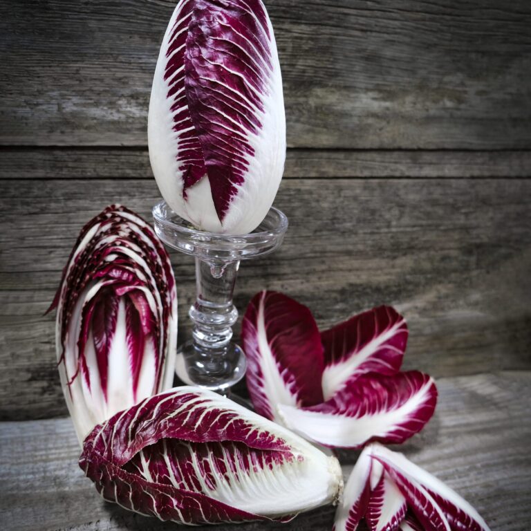 Chicory Rossa Di Treviso LAH 2024 Cover _DSF3104 scaled