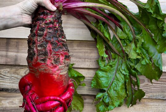 Mangel Mammoth Red LAH 2024 Cover IMG_6252 scaled