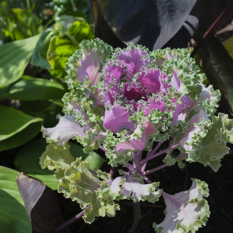 Kale Japanese Flowering LAH _DSF1290 scaled 1