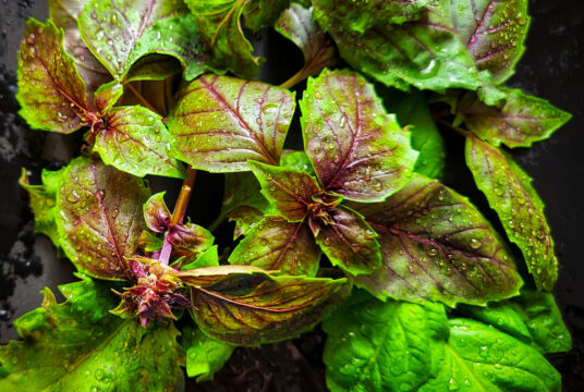 Herb Sally Basil Lettuce Leaf cover shutterstock_2302893637 scaled 1