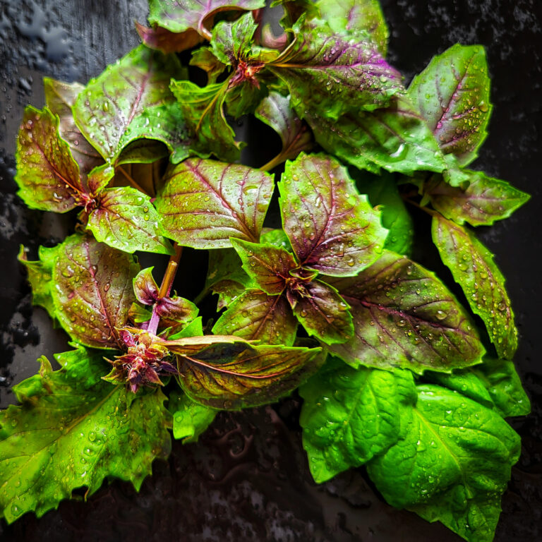 Herb Sally Basil Lettuce Leaf cover shutterstock_2302893637 scaled 1
