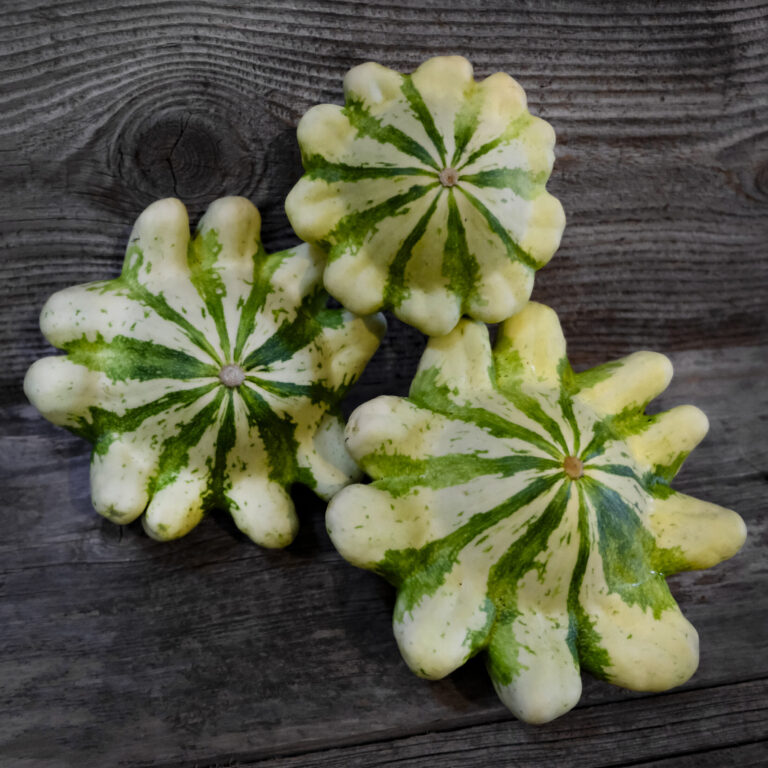 Courgette Jaune et Vert LAH 2024 cover _DSF4230 1 scaled 1