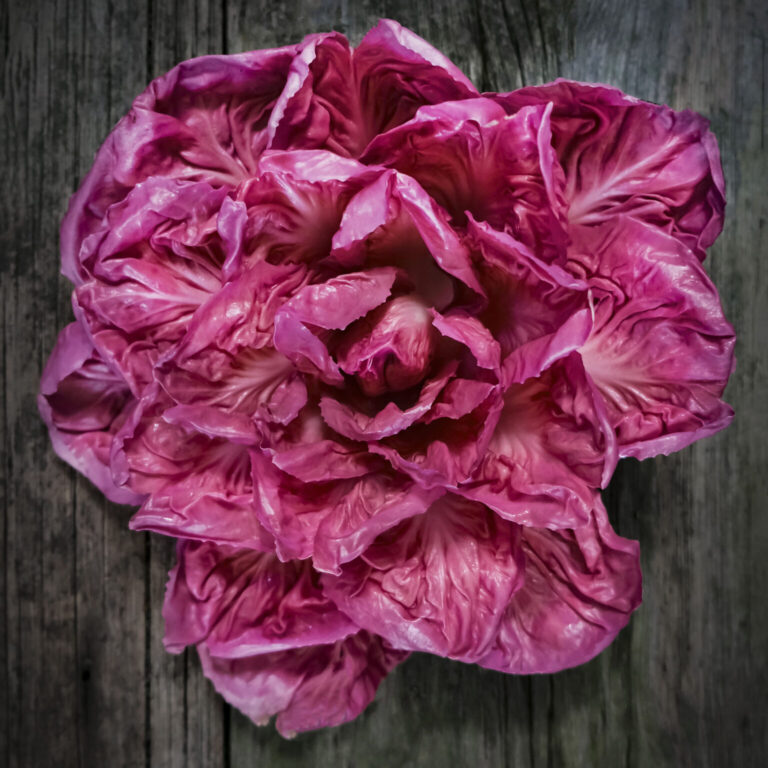 Chicory Rose of Venice LAH 2024 web_DSF2536 1536x2048 1