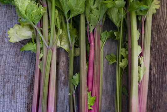 Celery Blush LAH 2024_DSF3275 1 1365x2048 1