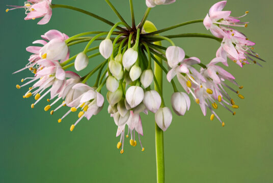 Cover Onion Nodding shutterstock_2021177816 1478x2048 1