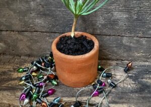 Edible Tree Xmas Tree LAH 2024 web IMG_3735 1 1536x2048 1