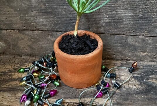 Edible Tree Xmas Tree LAH 2024 web IMG_3735 1 1536x2048 1