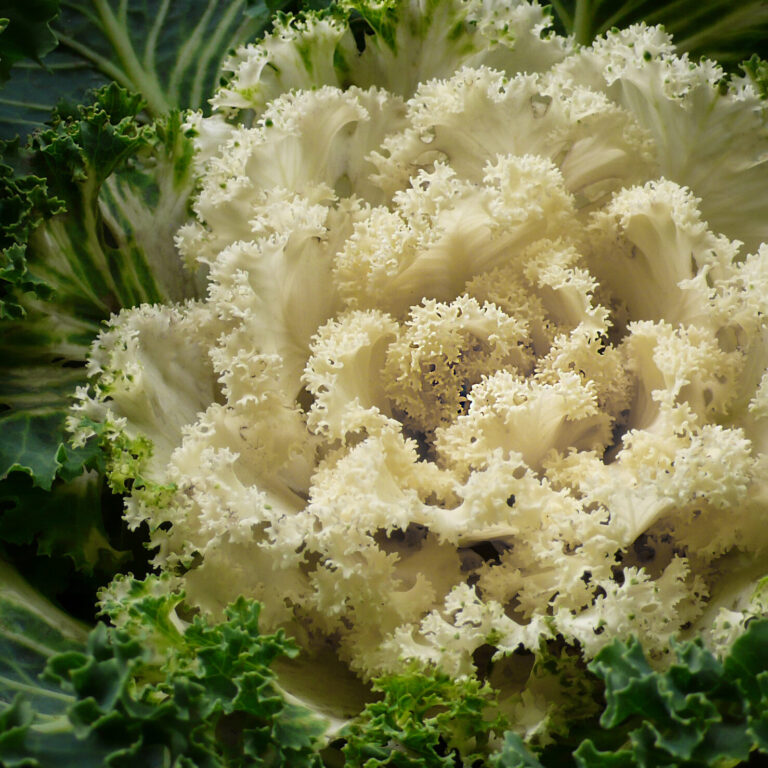 kale jardin ivory