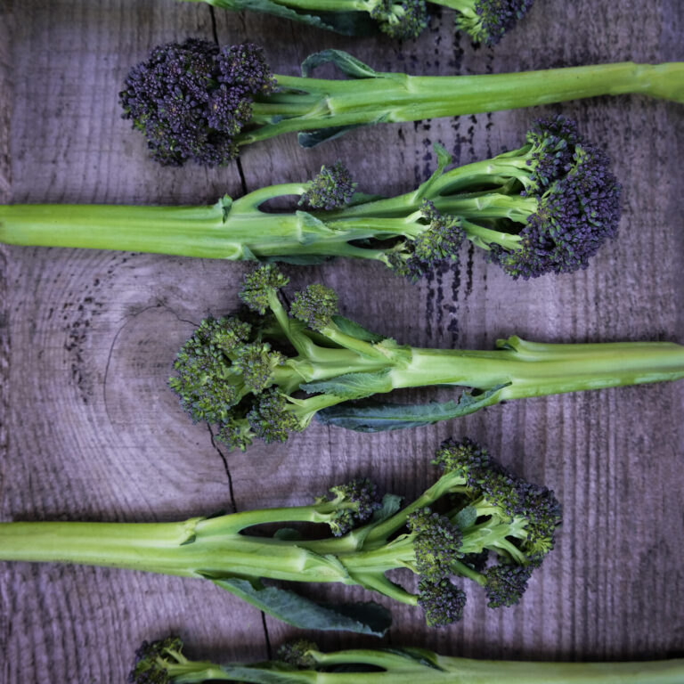 purple sprouting broccoli rudolph