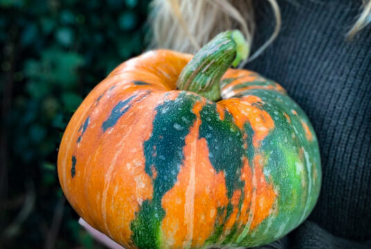 Cover Pumpkin Persian square IMG_4499 1