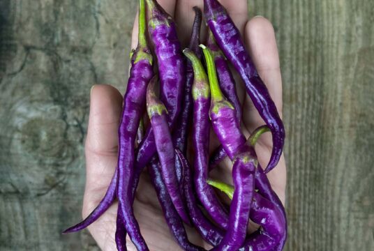 Purple