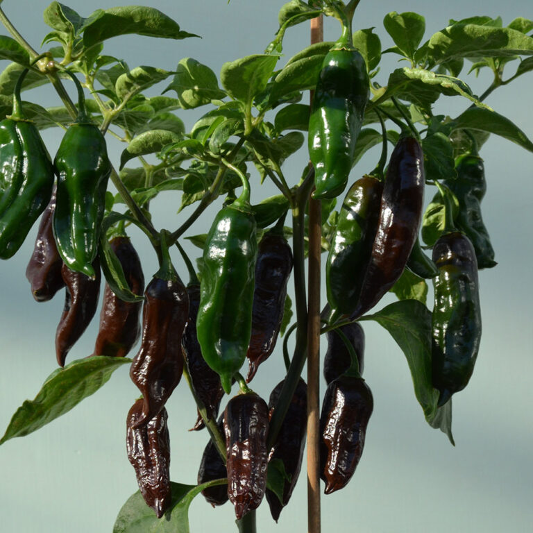 Chilli Machu Pichu 2