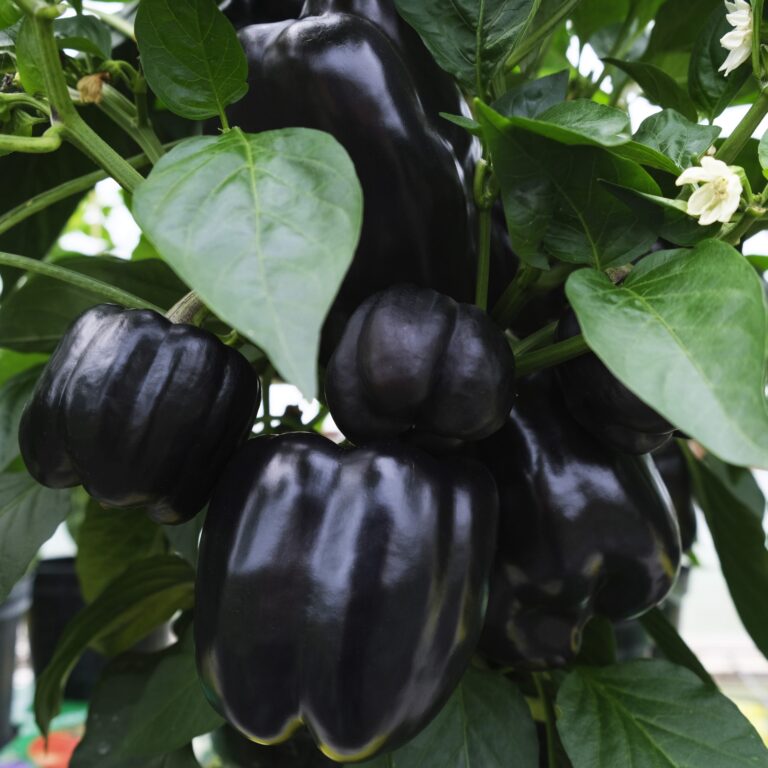Sweet Pepper Ingrid 2 scaled 1
