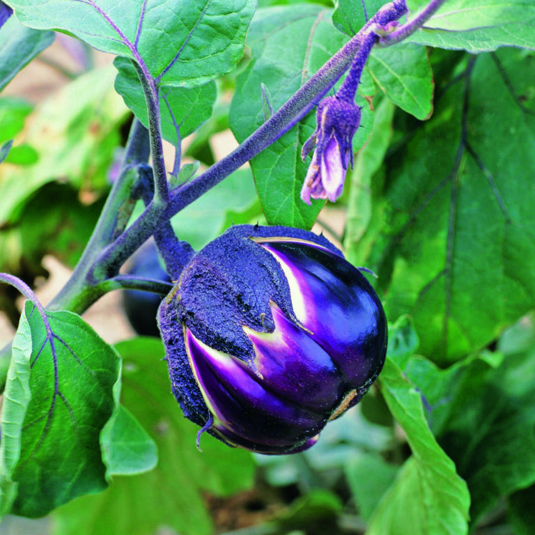 Aubergine Melanzana Prosperosa 3 1