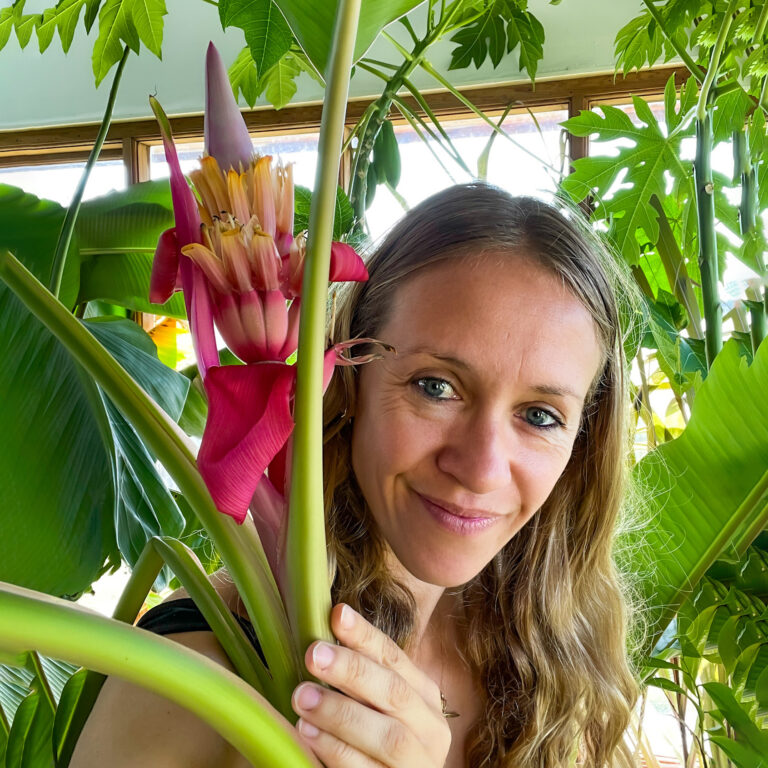pink banana square