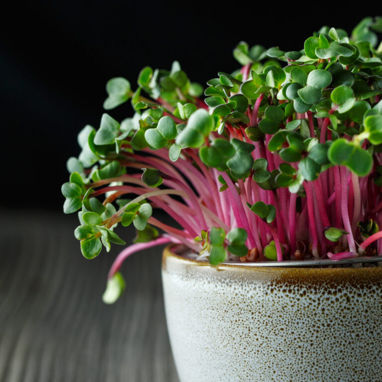 Microgreen Radish cover shutterstock_1571509582 scaled 1