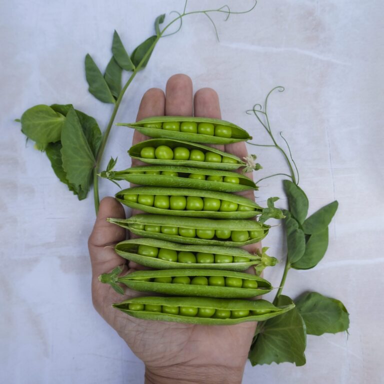 Pea Telephone 2 scaled 1