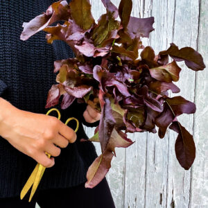 Cover Lettuce Bronze Beauty IMG_7274 1