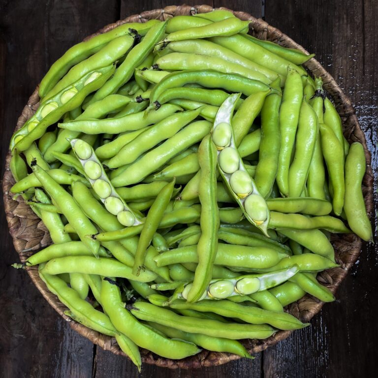 Broad Bean Autumn Light 2 1 scaled 1