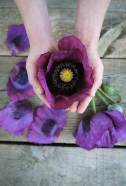 Poppy Hungarian Blue Breadseed LAH _DSF2712 scaled 1