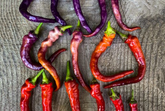 Hot Pepper Buena Mulata cover 1748x2048 1