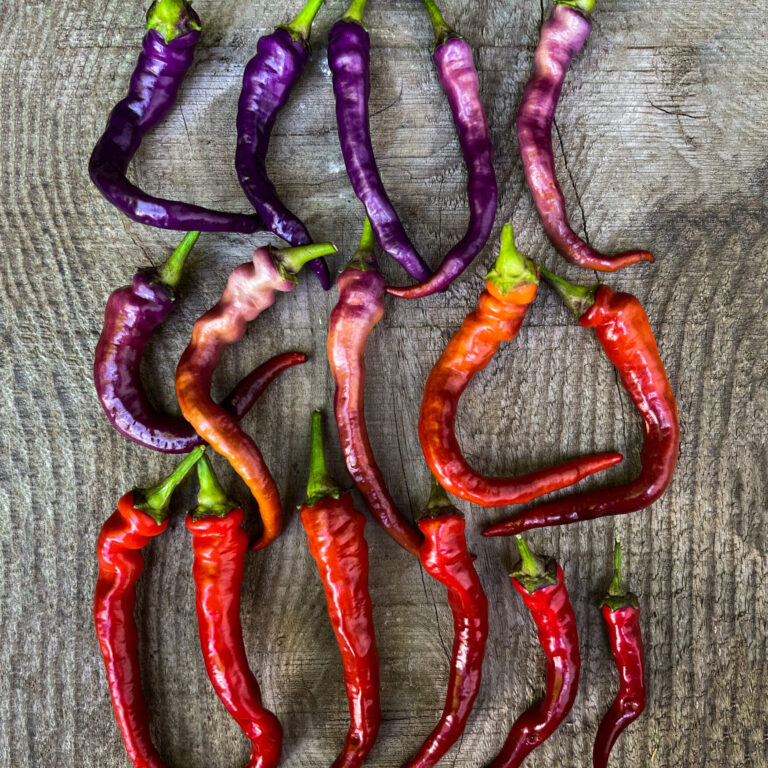 Hot Pepper Buena Mulata cover 1748x2048 1