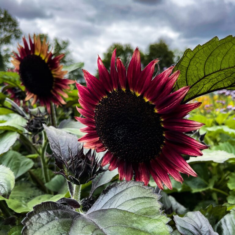sunflower floristan