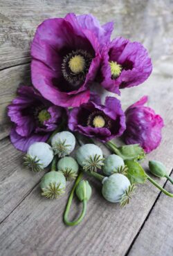 Poppy Hungarian Blue Breadseed LAH _DSF2700 scaled