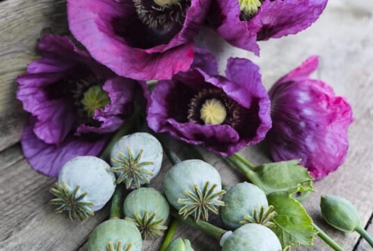 Poppy Hungarian Blue Breadseed LAH _DSF2700 scaled