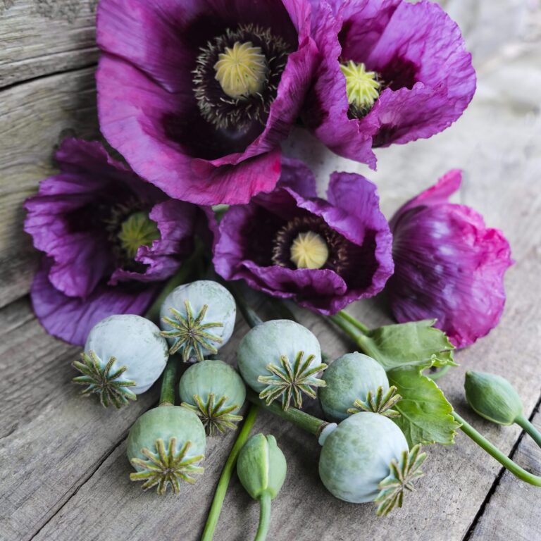 Poppy Hungarian Blue Breadseed LAH _DSF2700 scaled