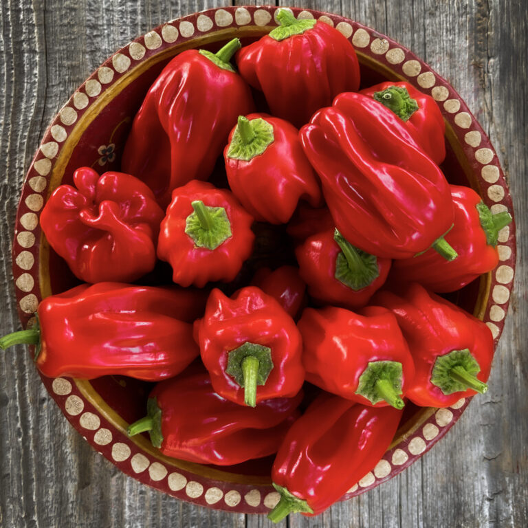 Sweet Pepper Criolla De Cocina LAH 2024 Cover scaled