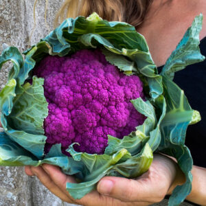 Cauliflower Sicillian Violet 3 1 1
