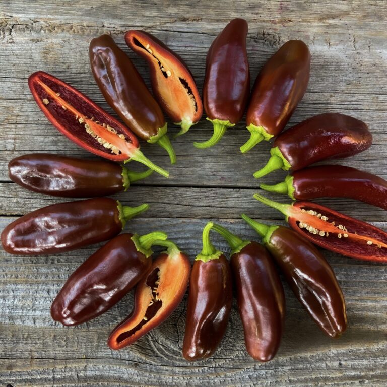 Chilli Brown Jalapeno LAH MG_5767 scaled