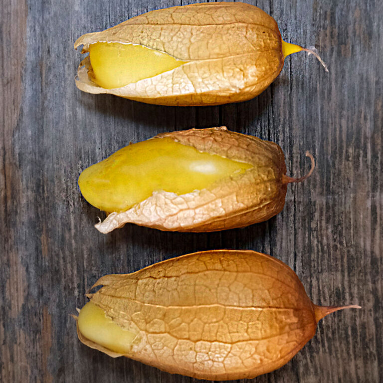 tomatillo queen of malinalco
