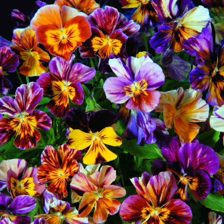 viola brush strokes