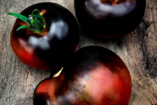 Tomato Indigo Rose cover