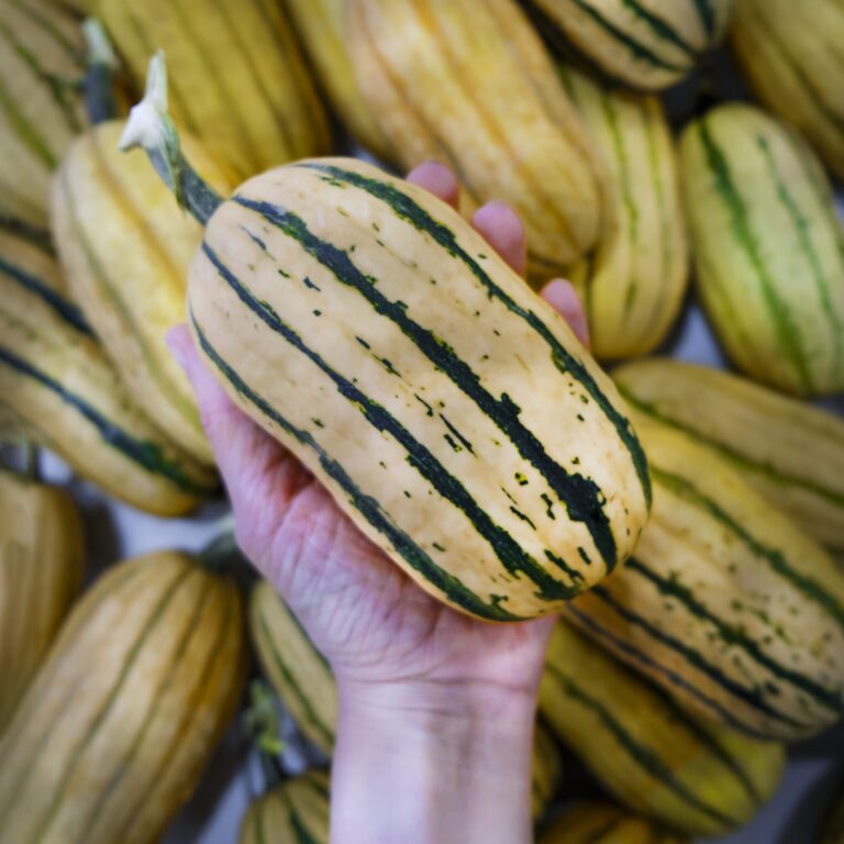 Squash Honeyboat Delicata LAH 2024 _DSF3907 scaled