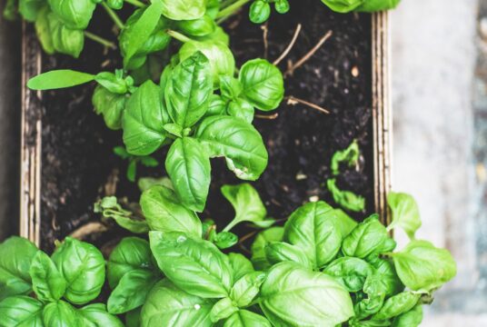 Basil credit Marcus Spiske scaled 1