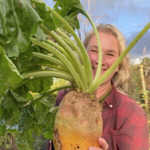 harvesting mangelwurzels