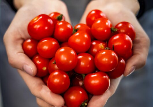 Tomato Primabella cover shutterstock_2108115842 scaled
