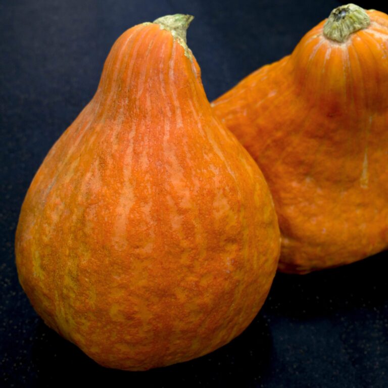 Squash Boston Marrow LAH 2024 _DSF3917 scaled