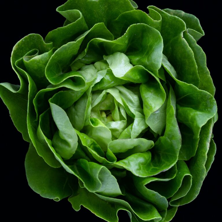 Lettuce White Boston cover unsplash scaled